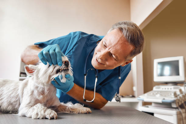 Best Urgent Care for Lost Fillings or Crowns in Osceola, IN